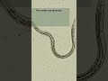 Time to update the dating profile of the male #roundworm! #research #biology #genes #science