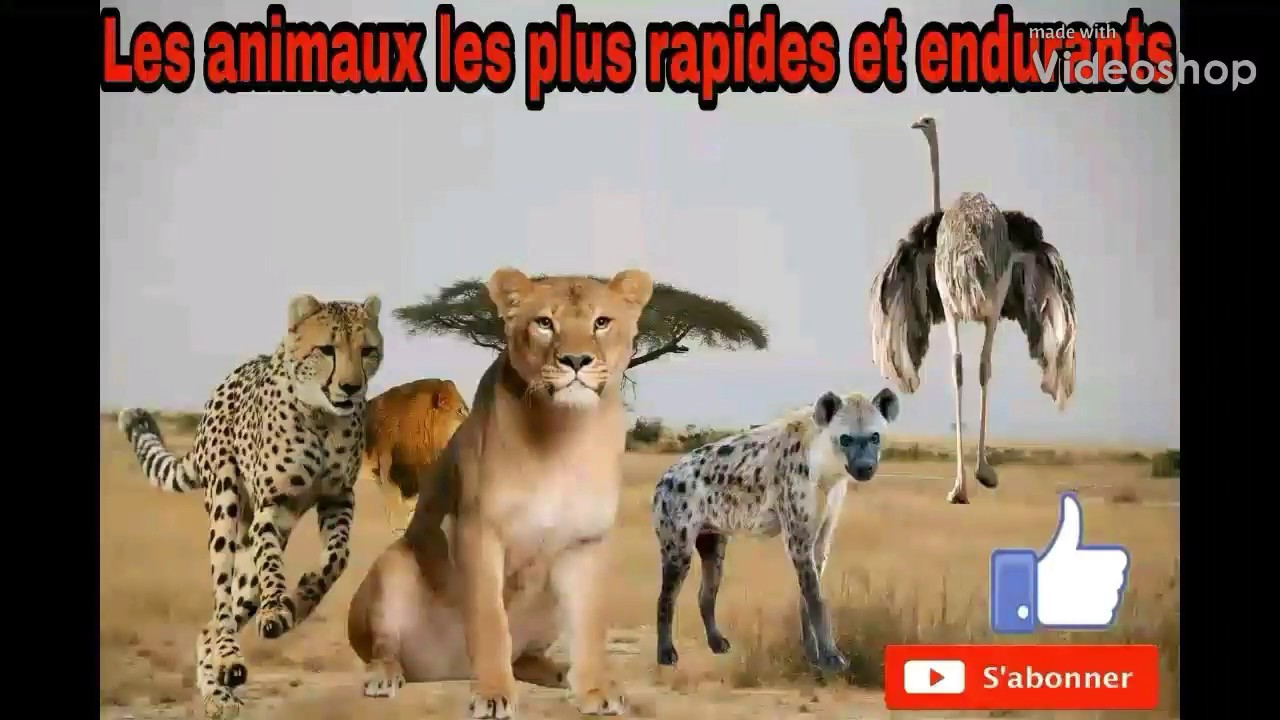Tous A La Chasse Les Animaux Les Plus Rapides Du Monde