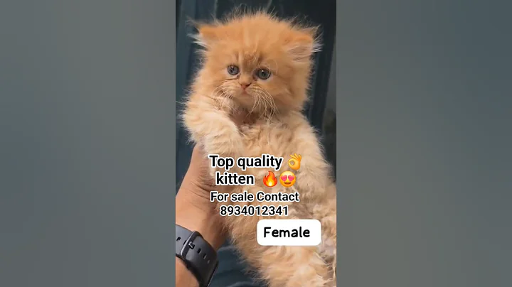 Video 10162511: persian cat calico kitten, persian cat kitten white, persian cat kittens adoption, persian cat baby kitten