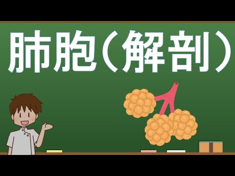 肺胞について 【解剖生理学・形態機能学】レクチャー - YouTube