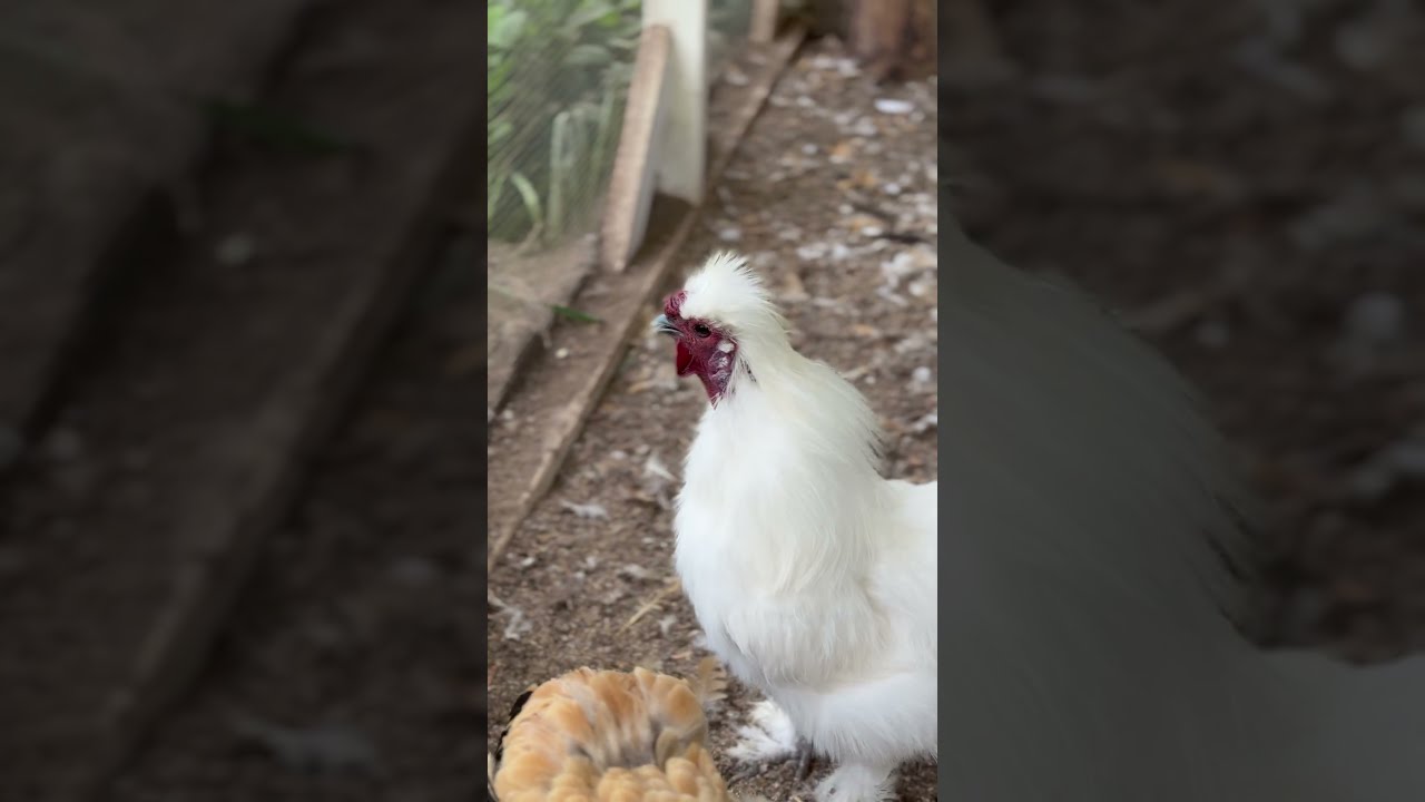 Our Rooster S Got Something To Say Asmr Chickens Backyardchickens Microfarm