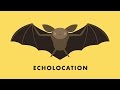 Echolocation