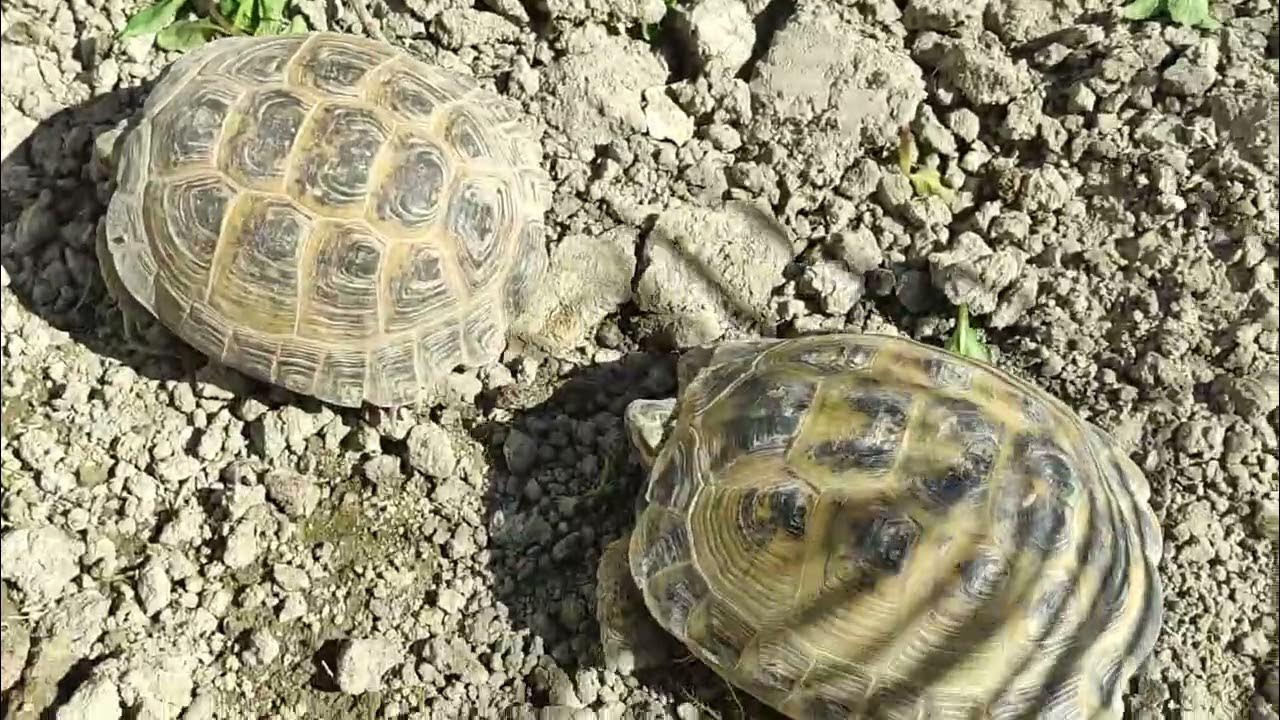 Сухопутная черепаха откладывает яйца. Мертвая красноухая черепаха. Наглая черепаха. Картинки борьбы черепашка. Каймановая черепаха клюв.