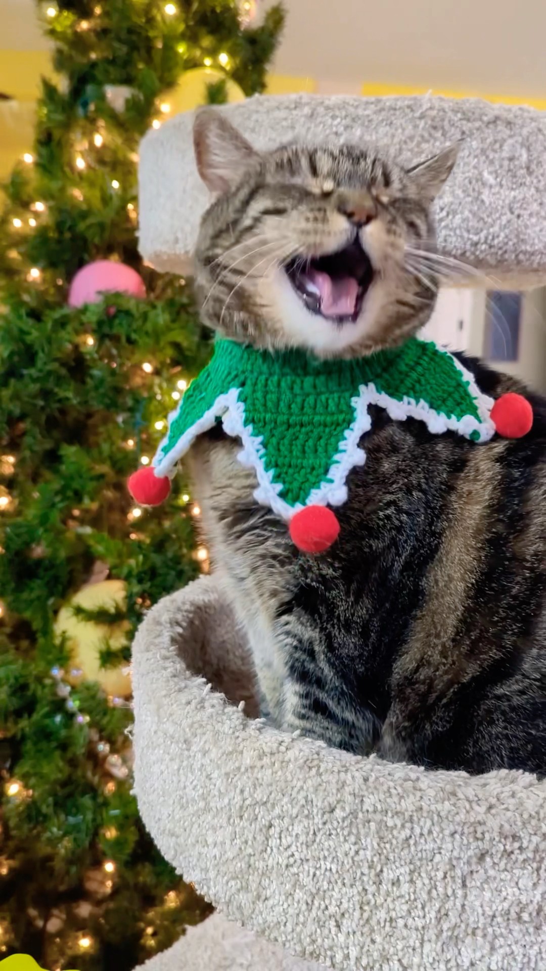 Don’t forget the chicken wings! #talkingcat