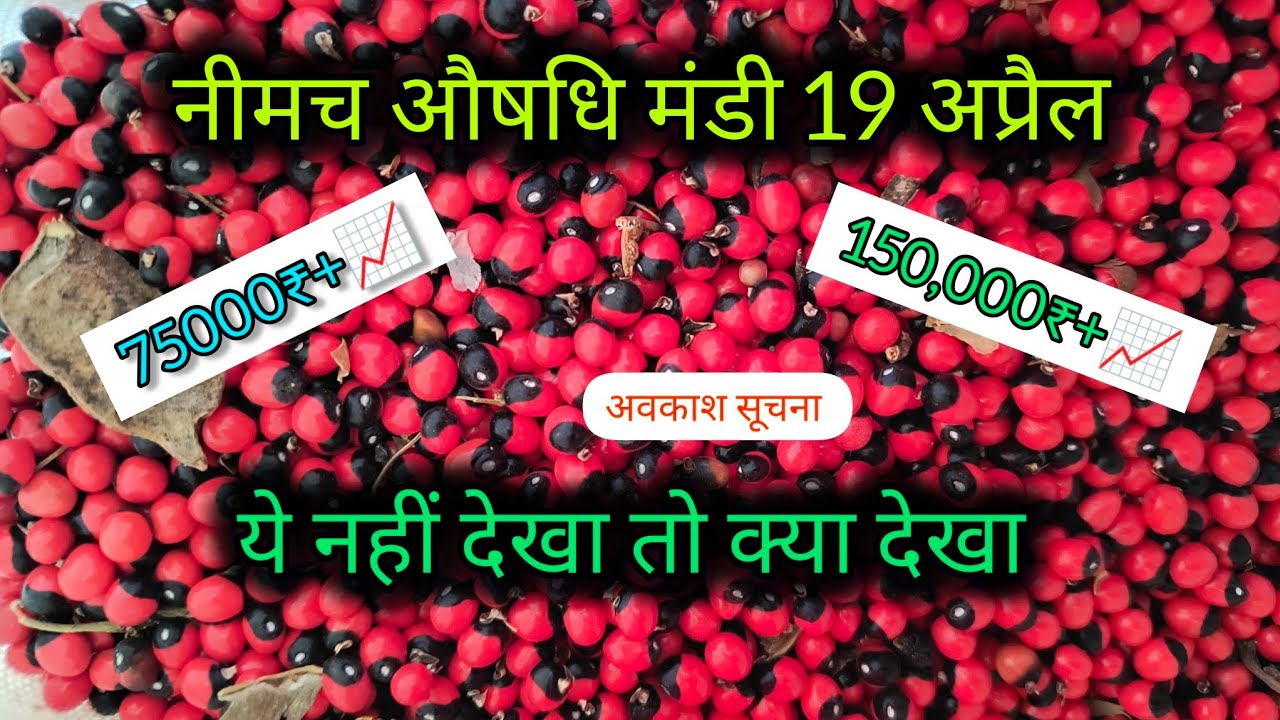 नीमच औषधि मंडी औषधीय फसलों के भाव , ये नहीं देखा तो क्या देखा । Neemuch Mandi bhav । Neemuch Mandi