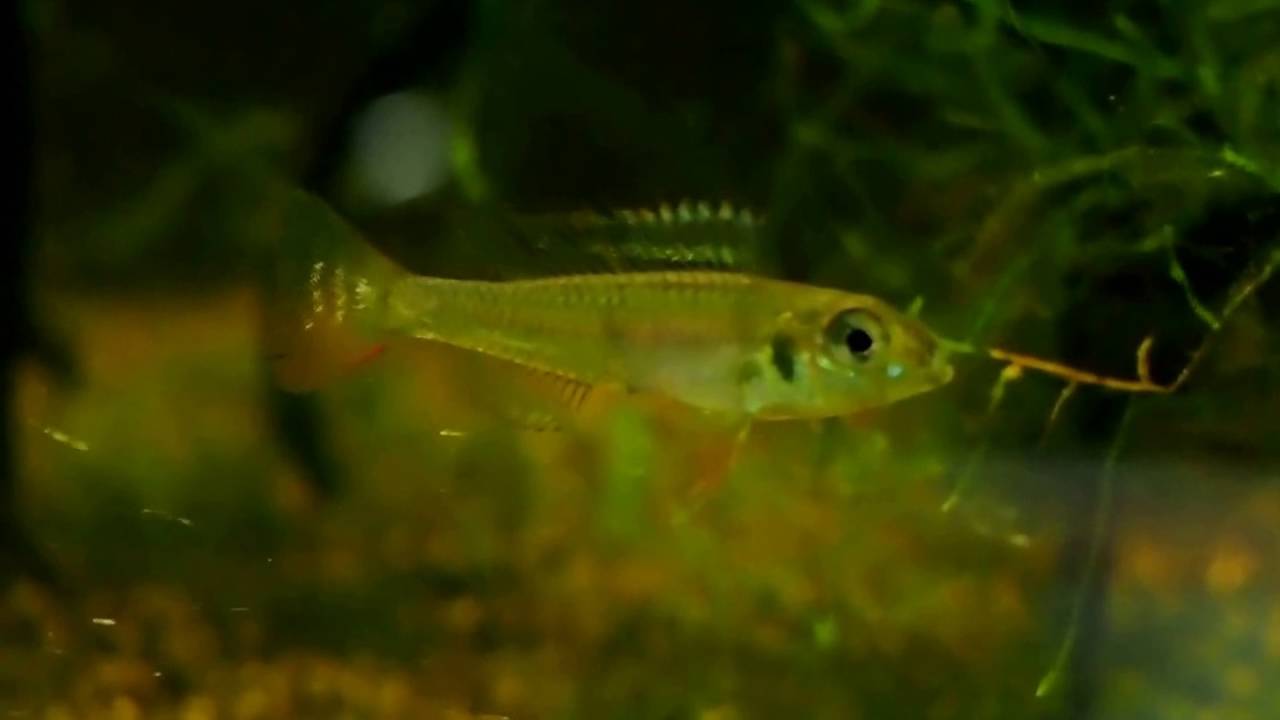 グリーンドワーフシクリッド バルセロス Youtube
