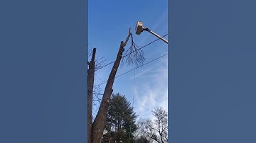 Taking Down a Massive Maple Tree Pt3 #treeworker #tree #treework #treetrimming #chainsaws