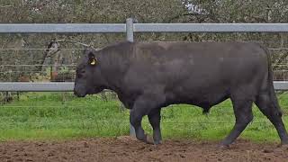 Lot 26 V346