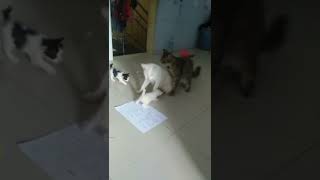 Hiba minta kawin gank...