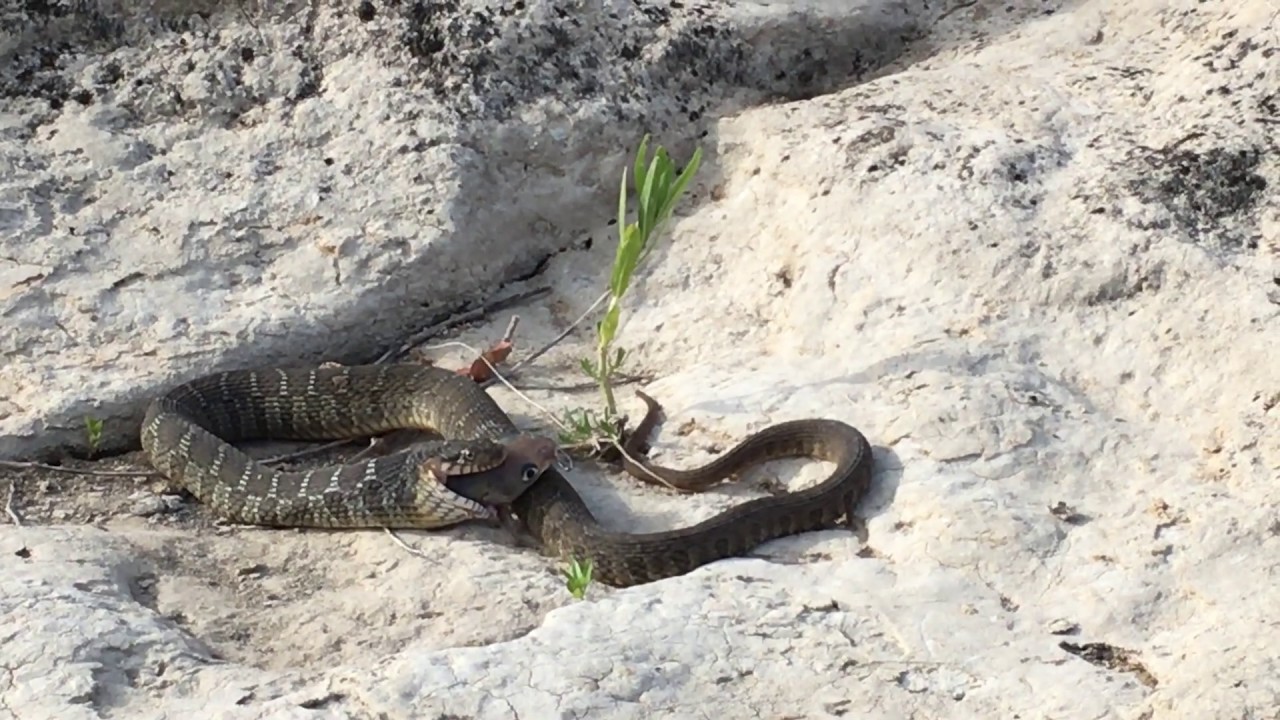 Snake vs Catfish YouTube