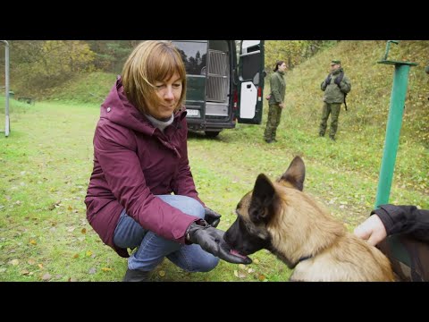 Video: Ką Rodas reiškia kariuomenėje?