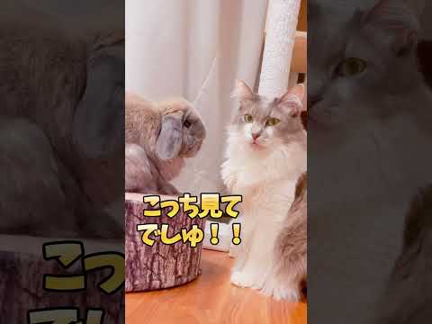 愛のビームを猫に注ぐウサギが健気すぎ笑笑