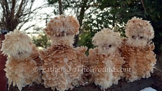 7 Best Holland Chicken