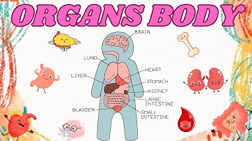 Các Bộ Phận Trong Cơ Thể Người | Bé Học Tiếng Anh | BODY PARTS