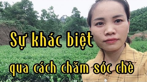 Sự khác biệt qua cách chăm sóc chè l Hương Trà 0fficial