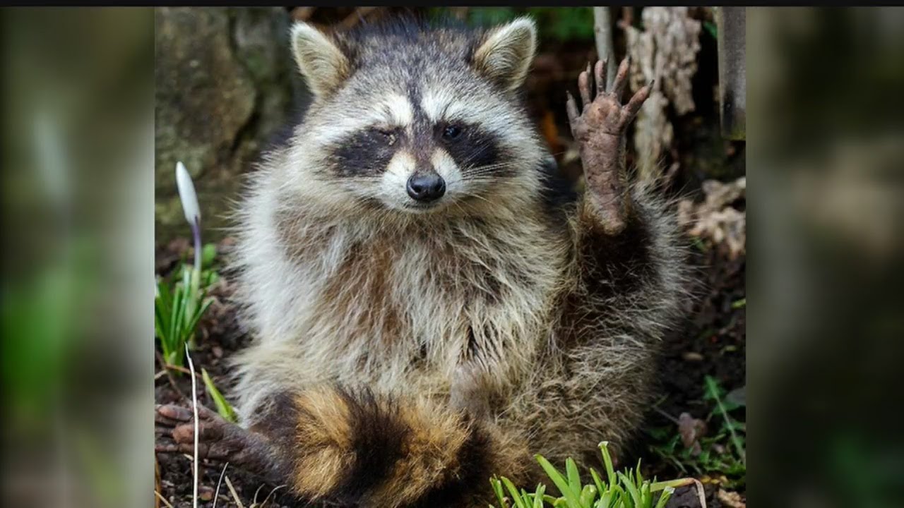 Local vet warns pet owners about distemper spread by raccoons