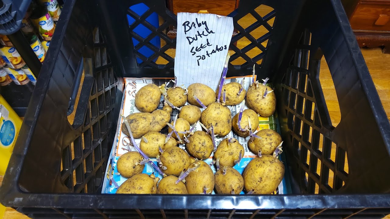 Storing seed potatoes until planting time 1/3/23 YouTube