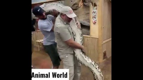 Giant Snake 🐍 | Deadly 💀 Snake 🐍 #shorts (4)