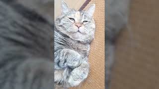 Best Funniest Videos 2023 😍 Funny Dogs 🐶 and Cats 😻 #200 by Happy Dog VN 32 views 2 days ago 9 minutes, 43 seconds