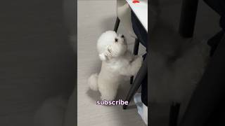 Bin Ich Hässlich..?? Üß Üßerhund ...