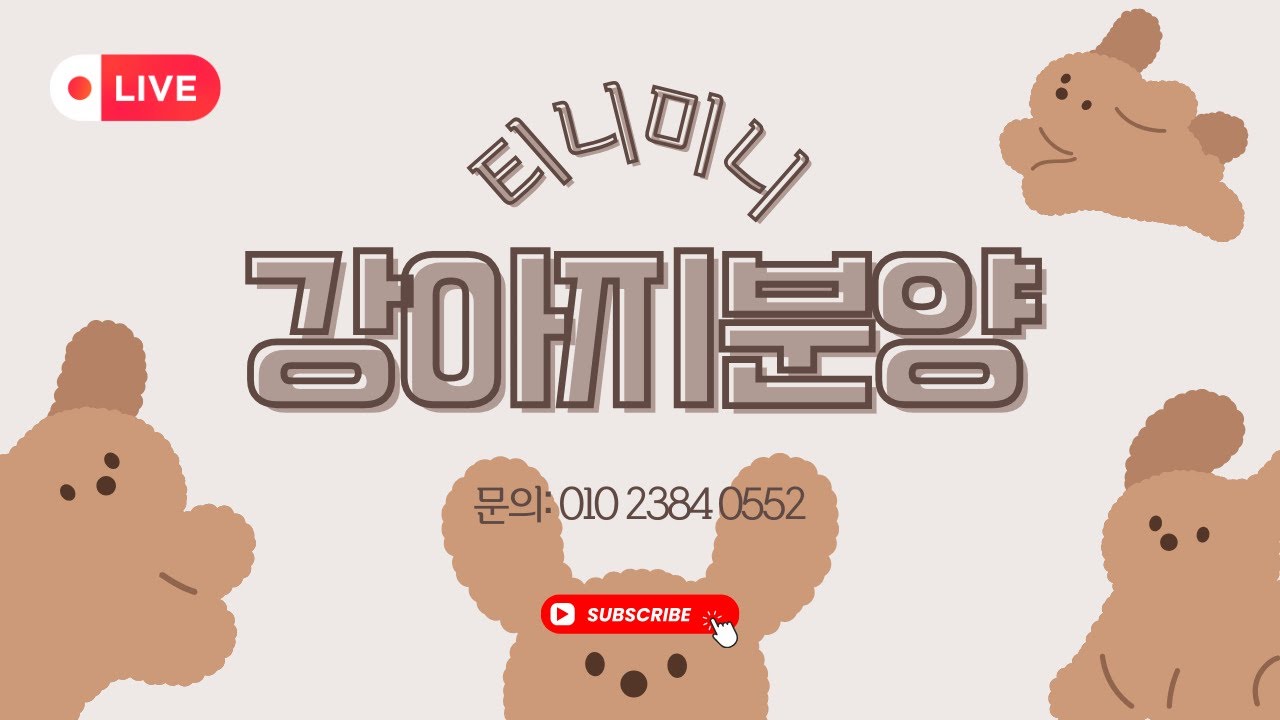 티니미니 울산본점 💚 강아지분양 💜 실시간 소통,상담 🧡전국홈서비스분양 💛
