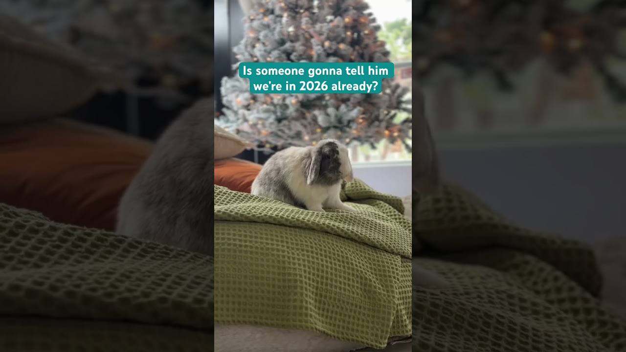 👀 #bunny #freeroamrabbit #pets