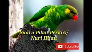 Suara Jernih Burung Nuri Hijau / Perkici untuk Pikat dan Pancingan