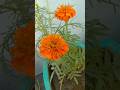 एक नई सुबह,💯एक नई उम्मीद के साथ🤗/🎯/🔥 #like #reels #viral #motivation #aspirants #plants #flowers