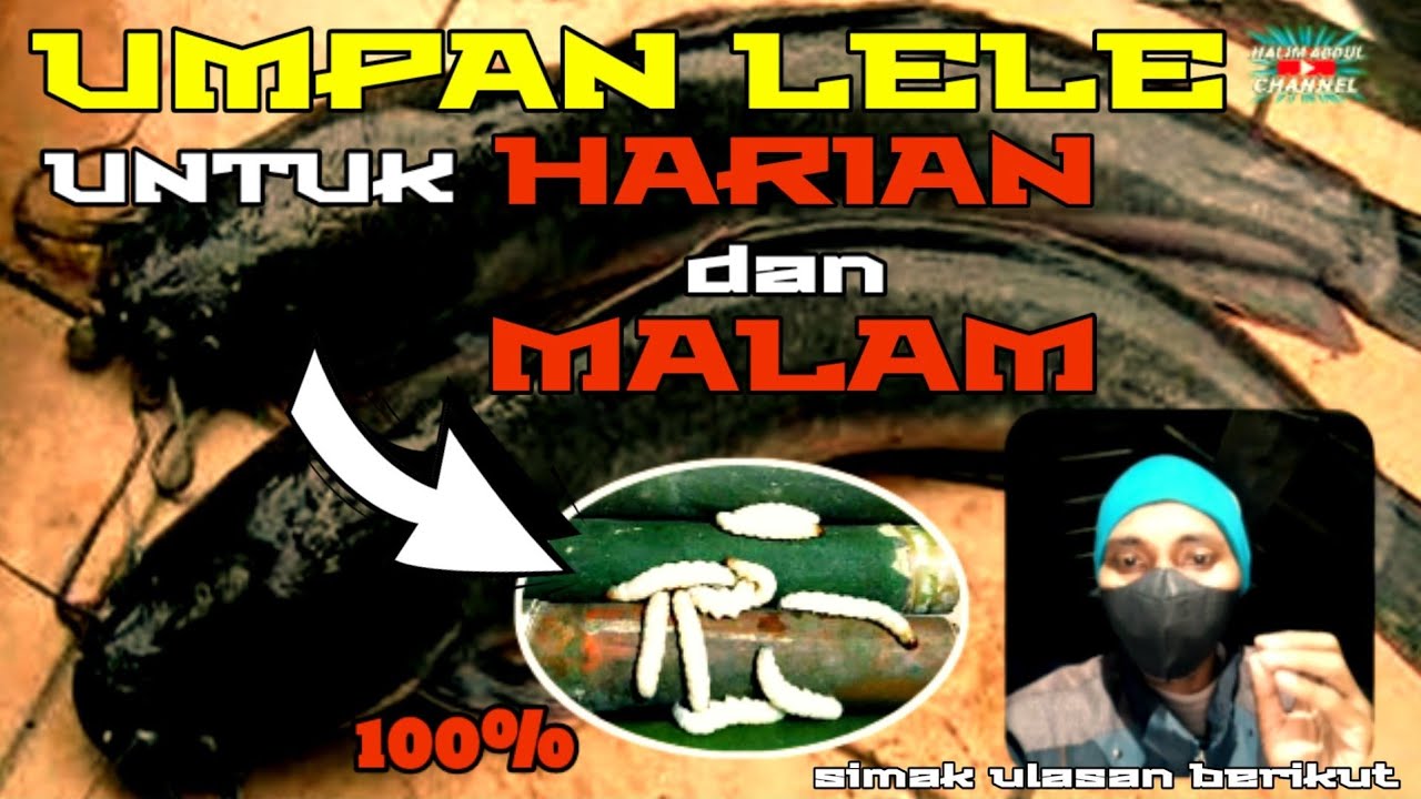 Beberapa umpan ikan lele paling jitu, umpan lele paling ampuh - halim
