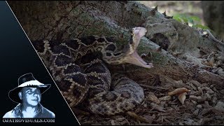 Rattlesnake Strikes In Slow Motion 04