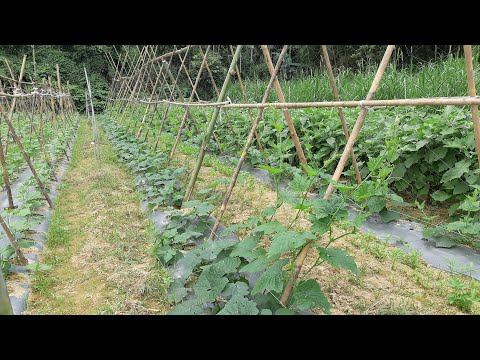 Video: Thời điểm Trồng Bí Xanh Cho Cây Con Trong Năm 2019: Ngày Và Lịch âm