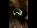 Tiny Sand Lizard Exploring a Secret Underground World 🦎 | Real Micro Camera Footage #Shorts