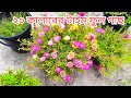 20 কালারের টাইম ফুল গাছে প্রচুর ফুল ফুটেছে