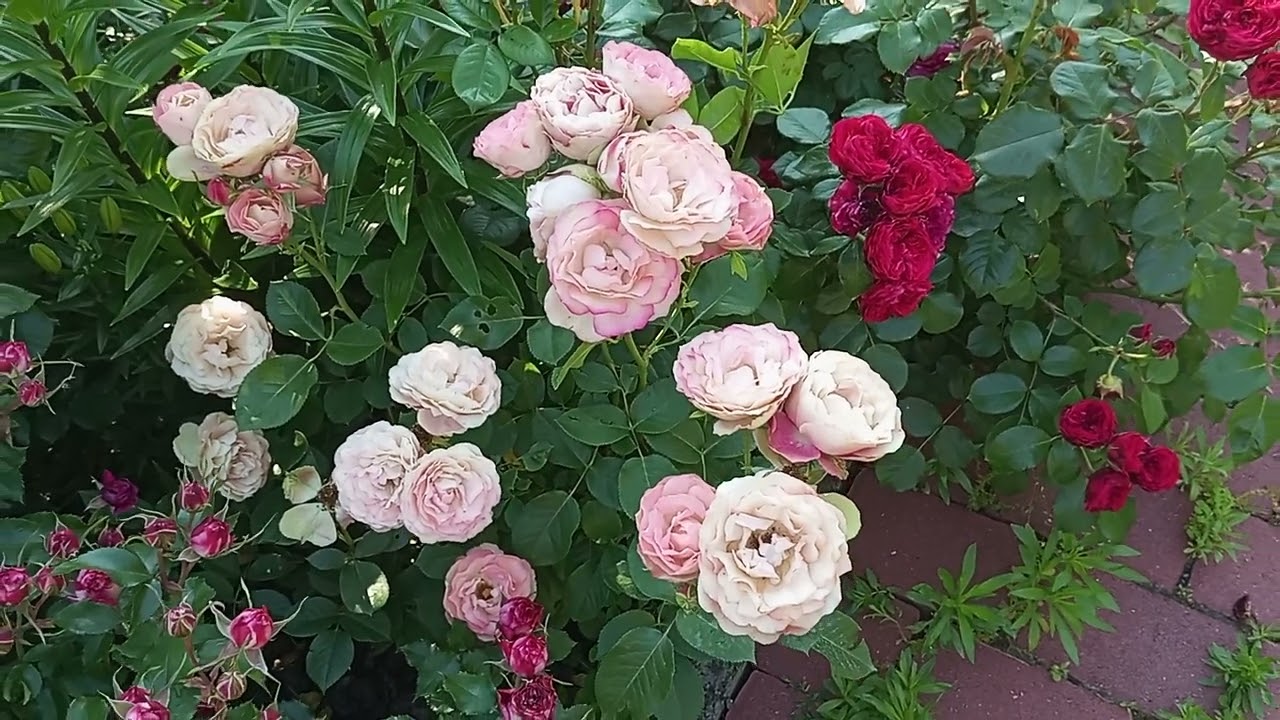 Новинки квітують#rose #сорт #flowers #garden