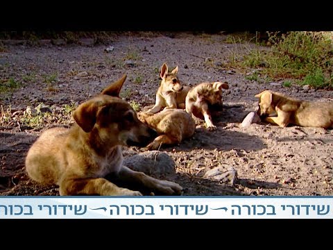 וִידֵאוֹ: 10 הדרכים המובילות בהן תוכלו לעזור לעצור טחנות גורים