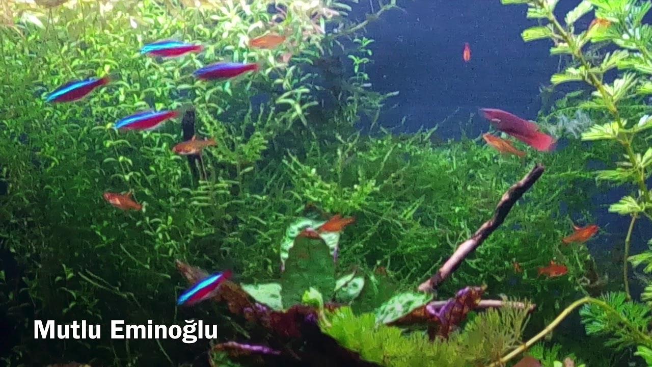 Which is The Best Type? - YouTube