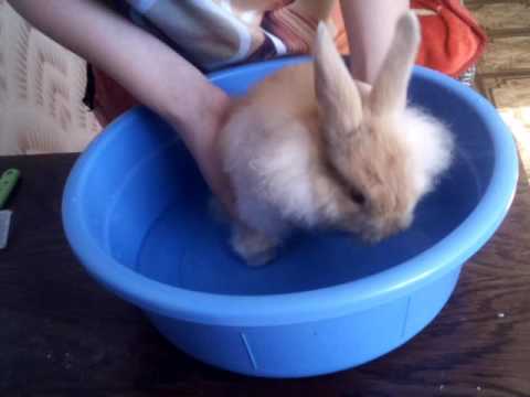 Видео как моют кролика