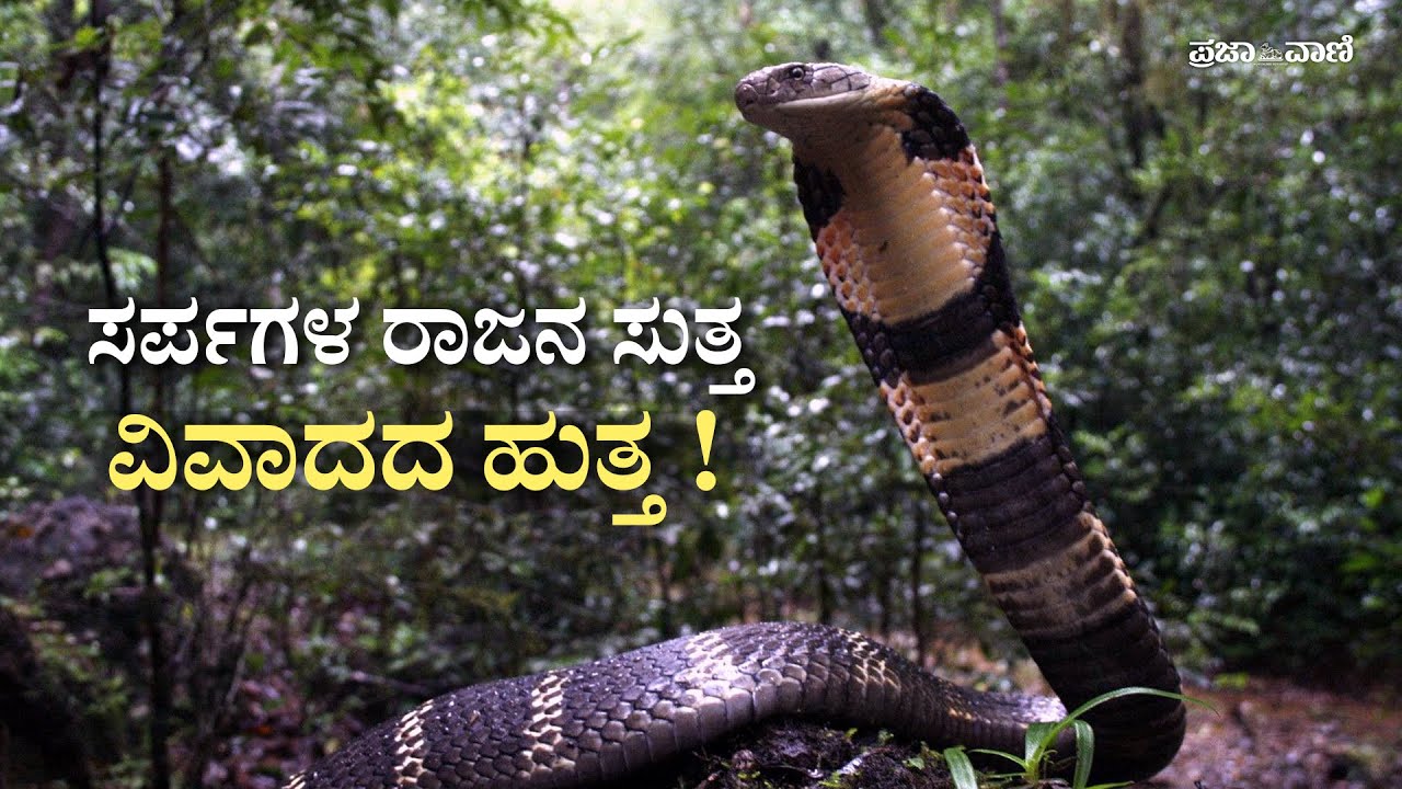 ಆಗುಂಬೆ: ಅಧ್ಯಯನದ ಹೆಸರಿನಲ್ಲಿ ಕಾಳಿಂಗ ಸರ್ಪಗಳ ಶೋಷಣೆ -ಆರೋಪ I King Cobra I  Wildlife Exploitation in Agumbe
