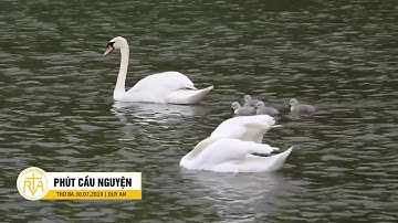 Phút Cầu Nguyện, Thứ Ba 30/07/2019:  Sự Đơn Giản Đem Đến Hạnh Phúc