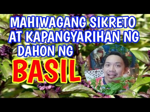 Video: Dilaw na Dahon ng Basil - Ano ang Nagiging Dilaw ng Dahon ng Basil