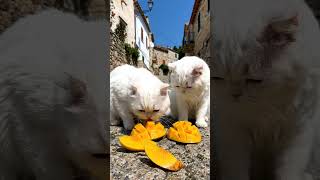 cat eating mongo❤️✨#trendingshorts#viralshort#cat#kitten#catvideos#