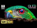 Ultimate OLED Test Demo: 16K HDR, 120FPS Dolby Vision & Dolby Atmos 🌟