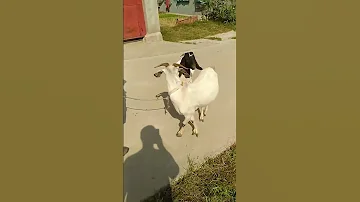 Boer Goat Breeding Base Official Thanks 