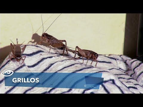 Video: ¿Dónde viven los grillos?