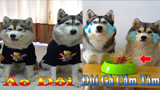 Dương KC | Ngáo Và Ngơ #7 | chó thông minh đáng yêu | funny cute smart dog pets | Thú Cưng TV