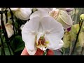Бабочка пряталась в Леруа Мерлен))Свежий завоз орхидей с сюрпризом.
