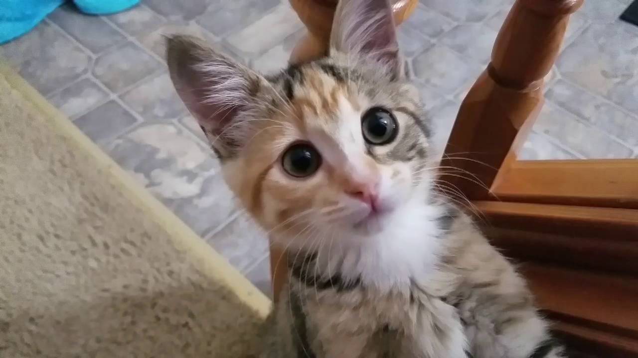 Funny kitty  cat  YouTube