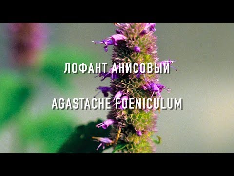 Лофант Анисовый( Лучшии Медоносные растения Украины)