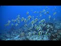 AMAZING WATERS of the PHILIPPINES - A 93 minutes 4K / HD RELAXATION UNDERWATER VIDEO