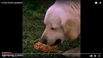 Poor dog vomits spaghetti do not  demonitise